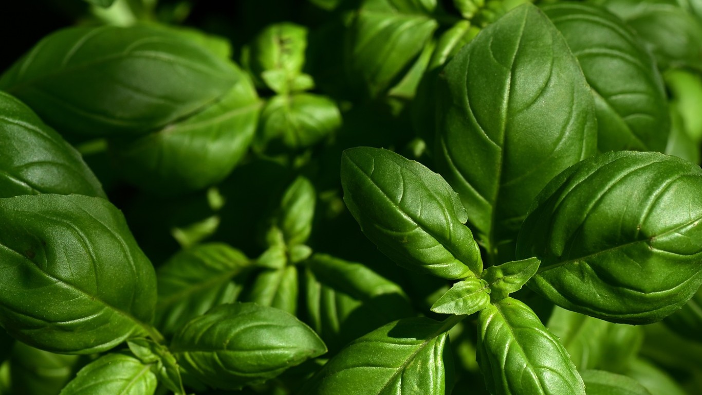 Tips om je basilicumplantje langer te laten leven